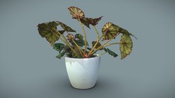 Begonia bowerae plant, plants, begonia, 3dscan, begonias, plant-scan, begonia-bowerae, eyelash-begonia