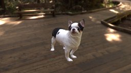 Scanned Chihuahua Dog-890