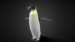Emperor penguin (Aptenodytes forsteri) 