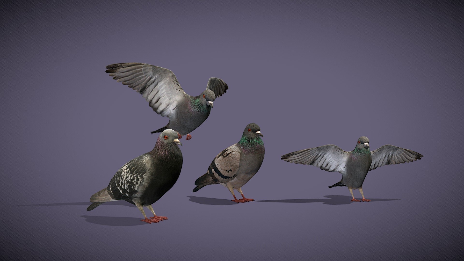 Several different forms of pigeons,made by 3Dmax .Include FPX and obj .
A small, delicate flying bird of many varieties with colorful plumage that feeds chiefly on grain. Pigeons have the most colored fur of any bird. There are many varieties, and its feather color is tile gray, blue, white, black, green, red, flower and other colors 3d model