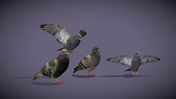 Pigeons pigeon, pet, animals