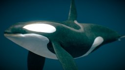 Killer Whale — Type B ♂ dolphin, aquarium, aquatic, whale, orca, swim, dolphins, killerwhale, oceanlife, male, sea, seaanimals