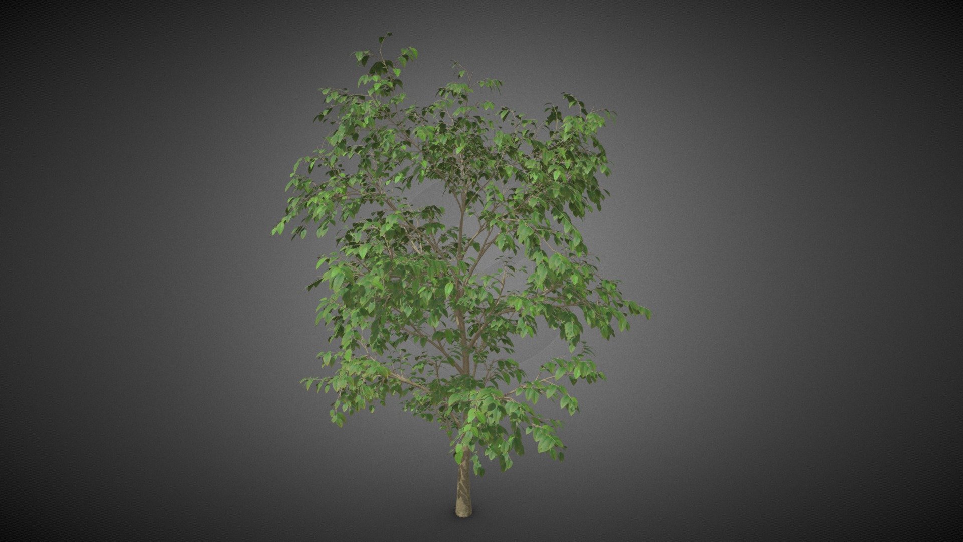 Tree shrub - Tree shrub - Buy Royalty Free 3D model by misitewang 3d model