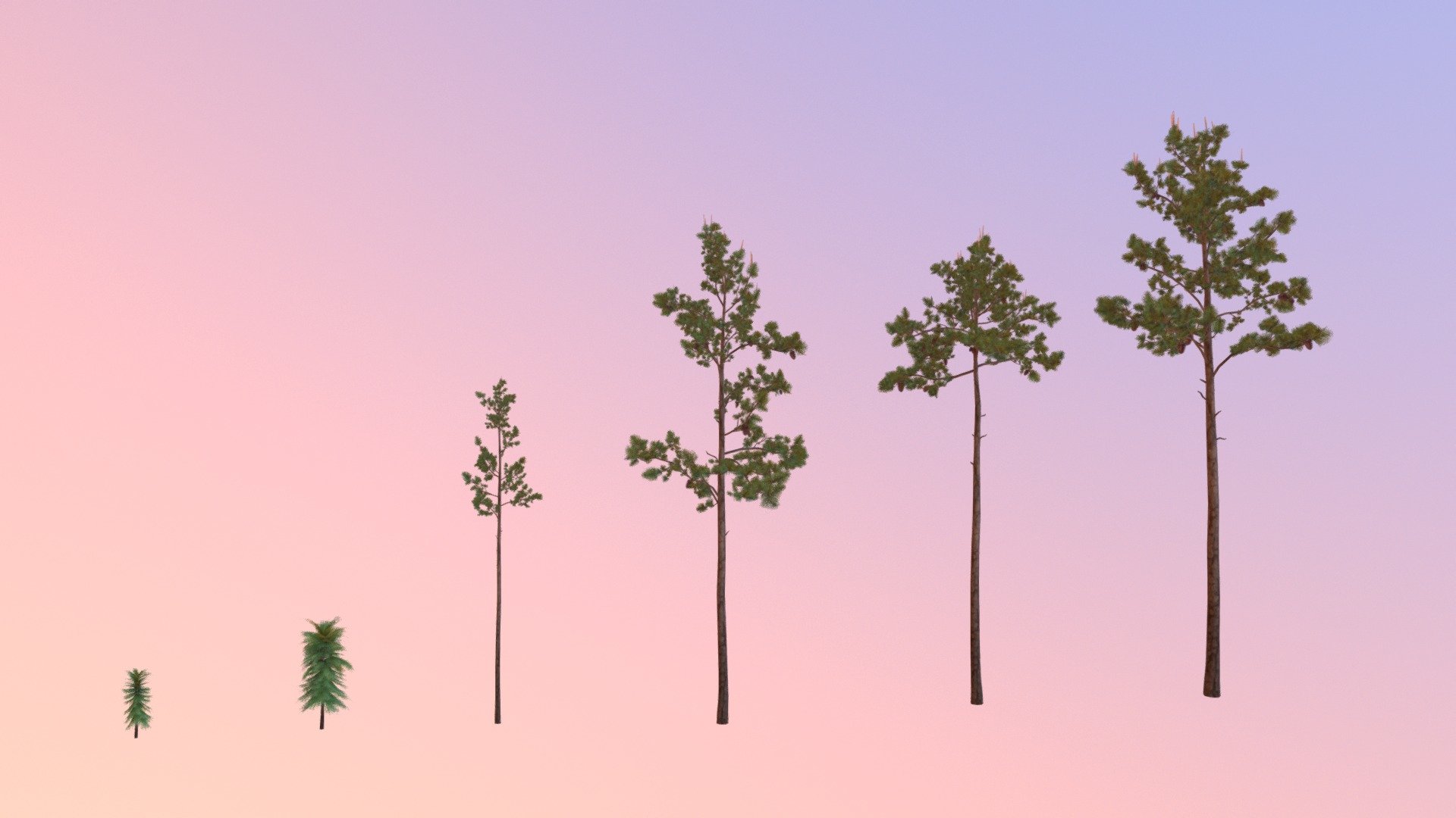 Longleaf pine (Pinus palustris)

University of Central Florida Ⓒ 2017

3D Artist Credit: Zachary Bledsoe

The Harrington Lab, UCF




 - Longleaf pine (Pinus palustris) - 3D model by Virtual UCF Arboretum (@VirtualUCFArboretum) 3d model