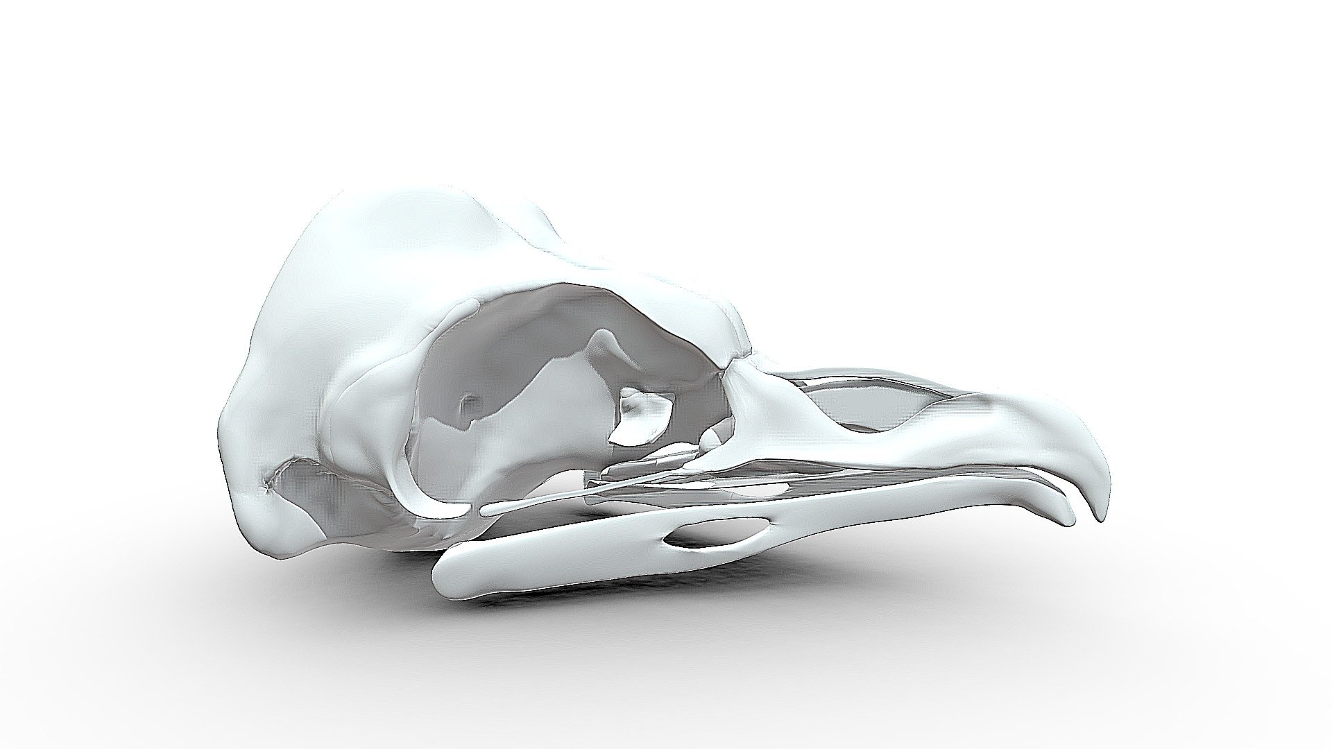 A long, long time ago (2008) I made this owl skull based on the skull of a specimen I got from a colleague. When I have time I am going to retopologize this one and combine it with foto's and text on my website.
The skull you see here is strait from that time, no adjustments made. I know I can make it a lot more efficient now ;-) - Barn owl skull - 3D model by Mieke Roth (@miekeroth) 3d model