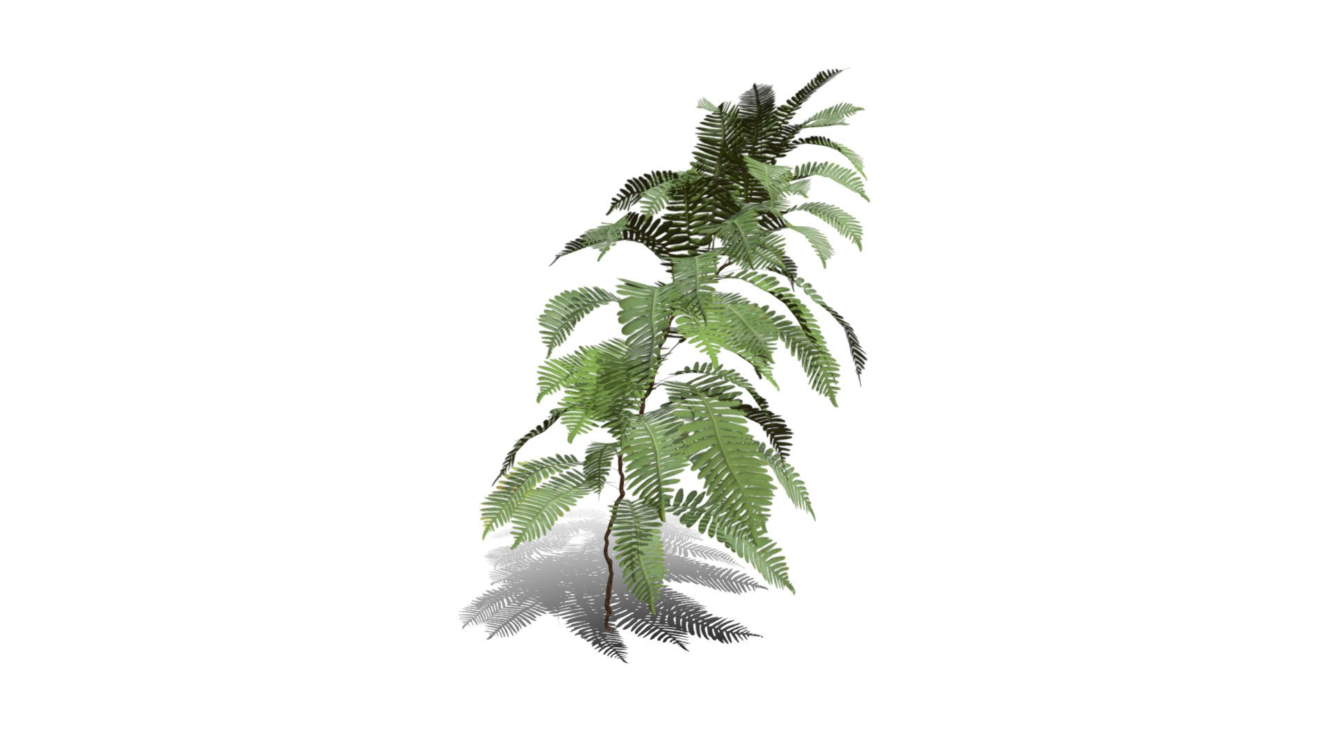 Model specs:





Species Latin name: Polypodium vulgare




Species Common name: Common polypody fern




Preset name: Wall growth 4 mat 75




Maturity stage: Mature




Health stage: Thriving




Season stage: Spring




Leaves count: 52




Height: 0.9 meters




LODs included: Yes




Mesh type: static




Vertex colors: (R) Material blending, (A) Ambient occlusion



Better used for Hi Poly workflows!

Species description:





Region: Europe,North America,Asia, Africa,Middle East




Biomes: Forest,Wetland




Climatic Zones: Cold temperate,Warm temperate,Mediterranean




Plant type: Fern



This PlantCatalog mesh was exported at 40% of its maximum mesh resolution. With the full PlantCatalog, customize hundreds of procedural models + apply wind animations + convert to native shaders and a lot more: https://info.e-onsoftware.com/plantcatalog/ - Realistic HD Common polypody fern (19/55) - Buy Royalty Free 3D model by PlantCatalog 3d model