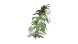 Realistic HD Common polypody fern (19/55)