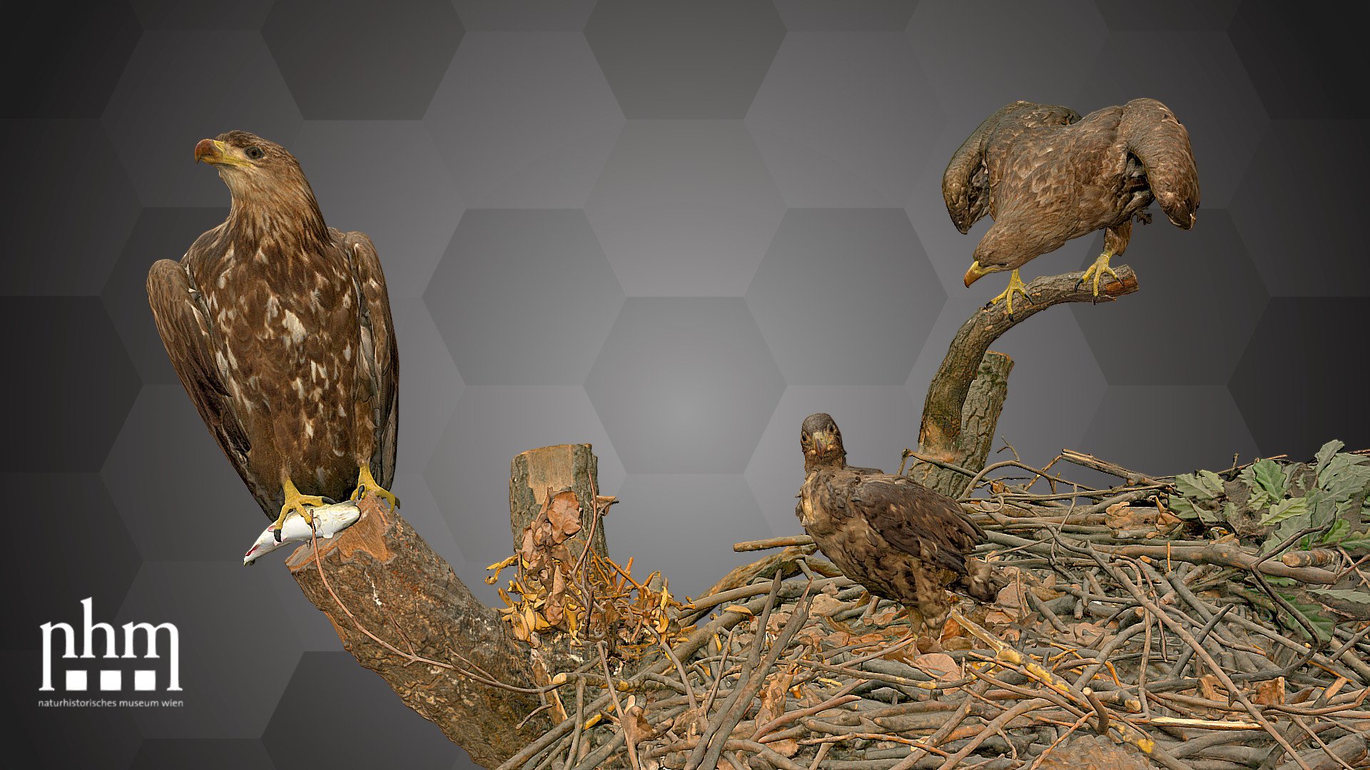 3D scan of the mounted white-tailed eagle pair (Haliaeetus albicilla) from the Danube wetlands near Vienna. These birds were bagged by Crown Prince Rudolf on the 22nd of January 1889, only nine days before he committed suicide in Mayerling, Austria. The nest of the white-tailed eagles called eyrie can be as tall as four meters and is often used for many years.

The white-tailed eagle pair with a fledgling at the center is Number 74 of the NHM Top 100 and can be found in Hall 29 of the NHM Vienna.

Specimen: Haliaeetus albicilla (Linnaeus, 1758)

Inventory number: NHMW-Zoo-VS 37.779 &amp; 37.781

Collection: Natural History Museum Vienna, 1st Zoological Dept., Bird Coll. (curator: Swen Renner)

Find out more about the NHMW here.

Scanned and edited by Anna Haider (NHMW)

Scanner: Artec Leo. Infrastructure funded by the FFG 3d model