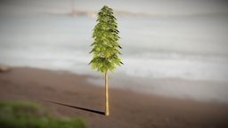Realistic Pine Tree Model 4
