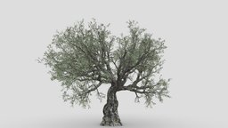 Live Oak Tree-S8 object, tree, plant, oak, live, branch, trunk, nature, highquality, highpolymodeling