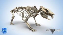 Wombat Skeleton