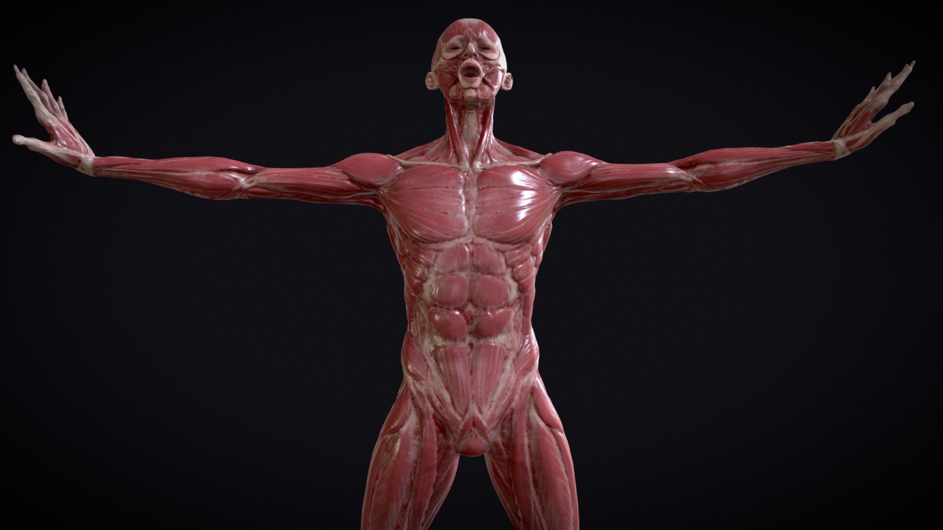 General anatomy study of muscles and tendoms. 
This reference hace been made as a reference for artistic studies. 

The Character have been sculpted in blender, and textured in substance painter. 
The current model is a decimated mesh to reduce the polycount, the original mesh it's clean and made with a clean and full quad topology 3d model