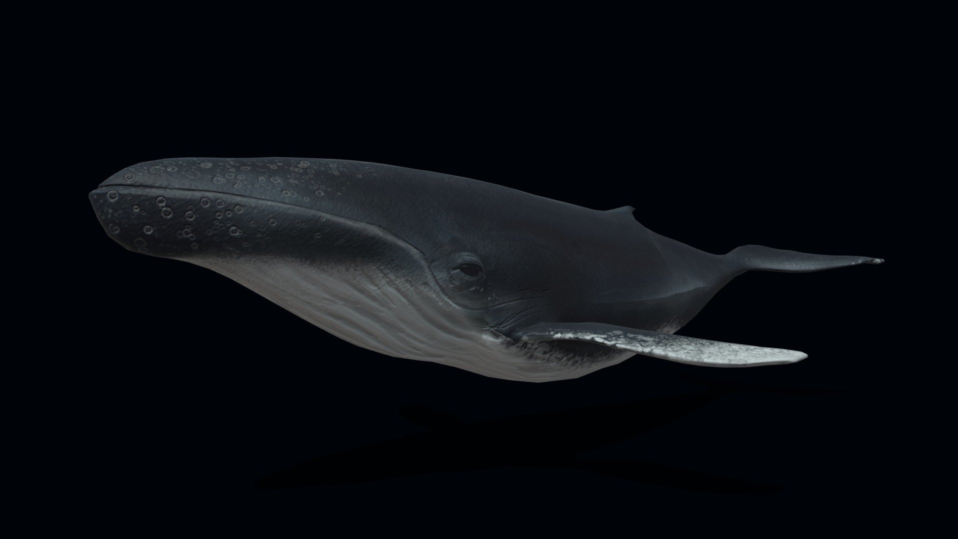 5000 triangle humpback whale model. Retopologized from an Oculus medium sketch, textured with Substance. Built for use in VR in Unreal Engine 3d model