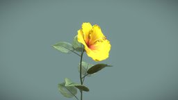 Blooming hibiscus time-lapse animation plant, flower, nature, hibiscus, blooming, blender, animation, animated, time-lapse