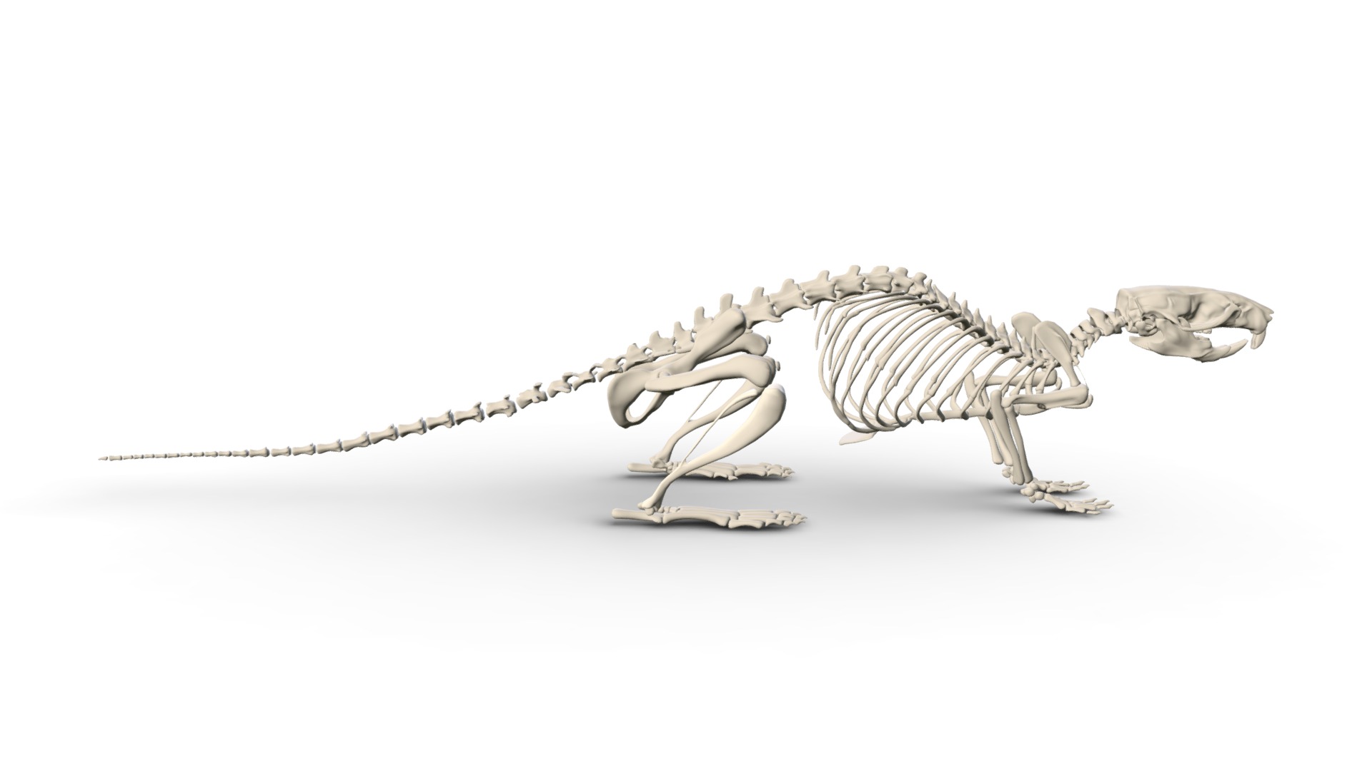 The basic elements of a skeleton can be seen in a rat skeleton 3d model