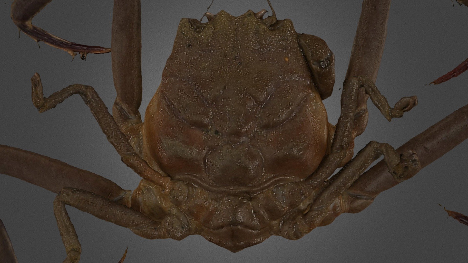 Kumamoto, Japan. 八代海汽水域.
Detail: https://ffish.asia/s/55168
 - ヘイケガニ Heike Face Crab, Heikeopsis japonica - Download Free 3D model by ffish.asia / floraZia.com (@ffishAsia-and-floraZia) 3d model