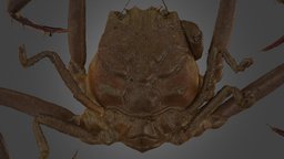 ヘイケガニ Heike Face Crab, Heikeopsis japonica crab, japonica, ffishasia, heikegani, heikeopsis