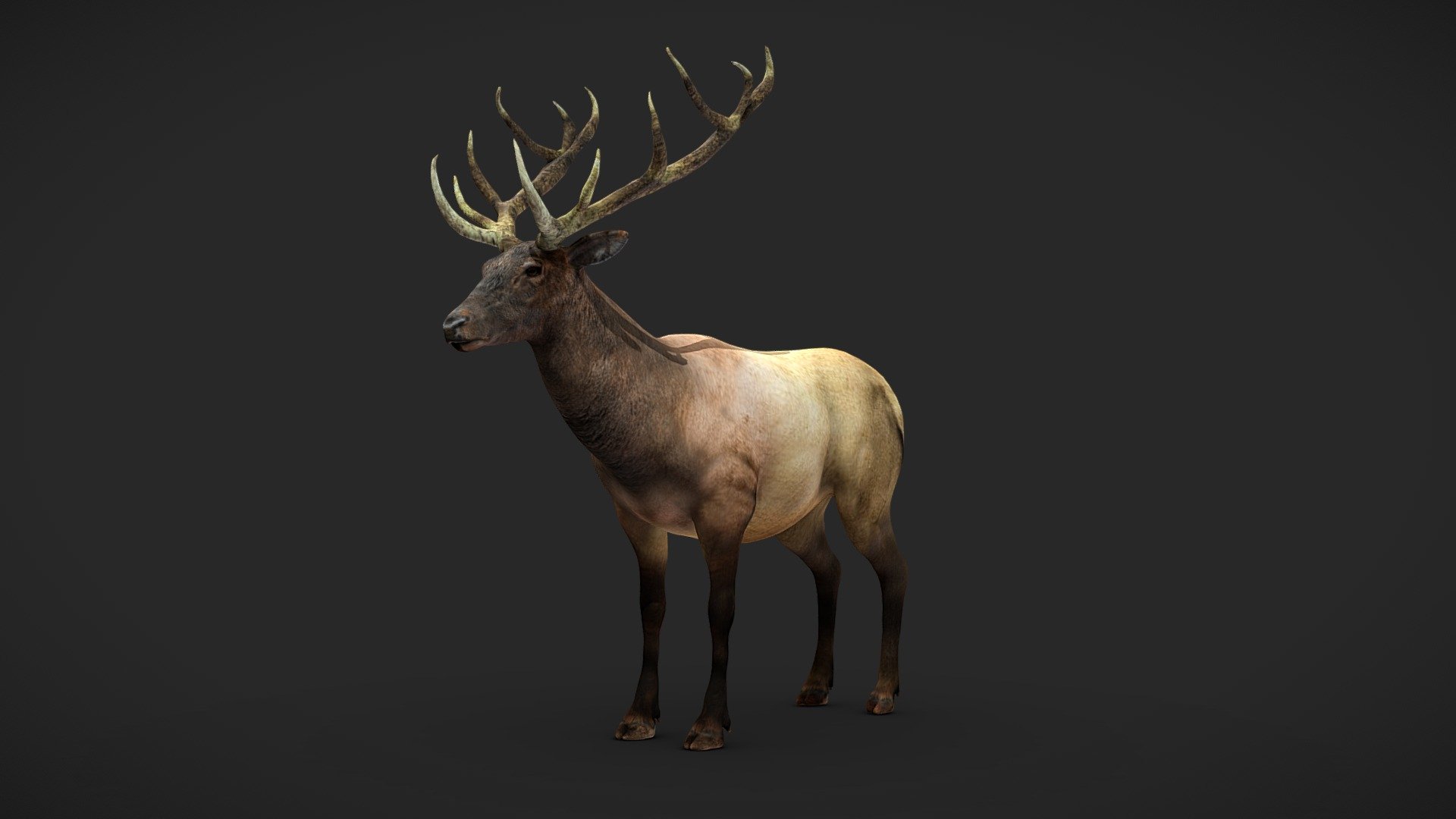 Rigged wapiti (Cervus canadensis)



The model has textures and retopology.
It is rigged and useful for animation and Game-character creation.

If you liked the model, please, leave a positive review! - Wapiti - Rigged - Buy Royalty Free 3D model by Iofry 3d model