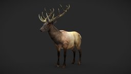 Wapiti cow, forest, games, videogame, animals, deer, buck, hunting, canada, stag, hunt, npc, nature, doe, game-ready, herbivore, video-games, woods, prehistory, elk, iceage, game-asset, game-character, ungulate, rigged-character, rigged-model, cenozoic, animalia, character, asset, game, gameasset, animal, rigged, gameready, riggedcharacter, artiodactyla, artiodactyl, ungulates, "wapiti", "rigged-animal", "extinct-animal"