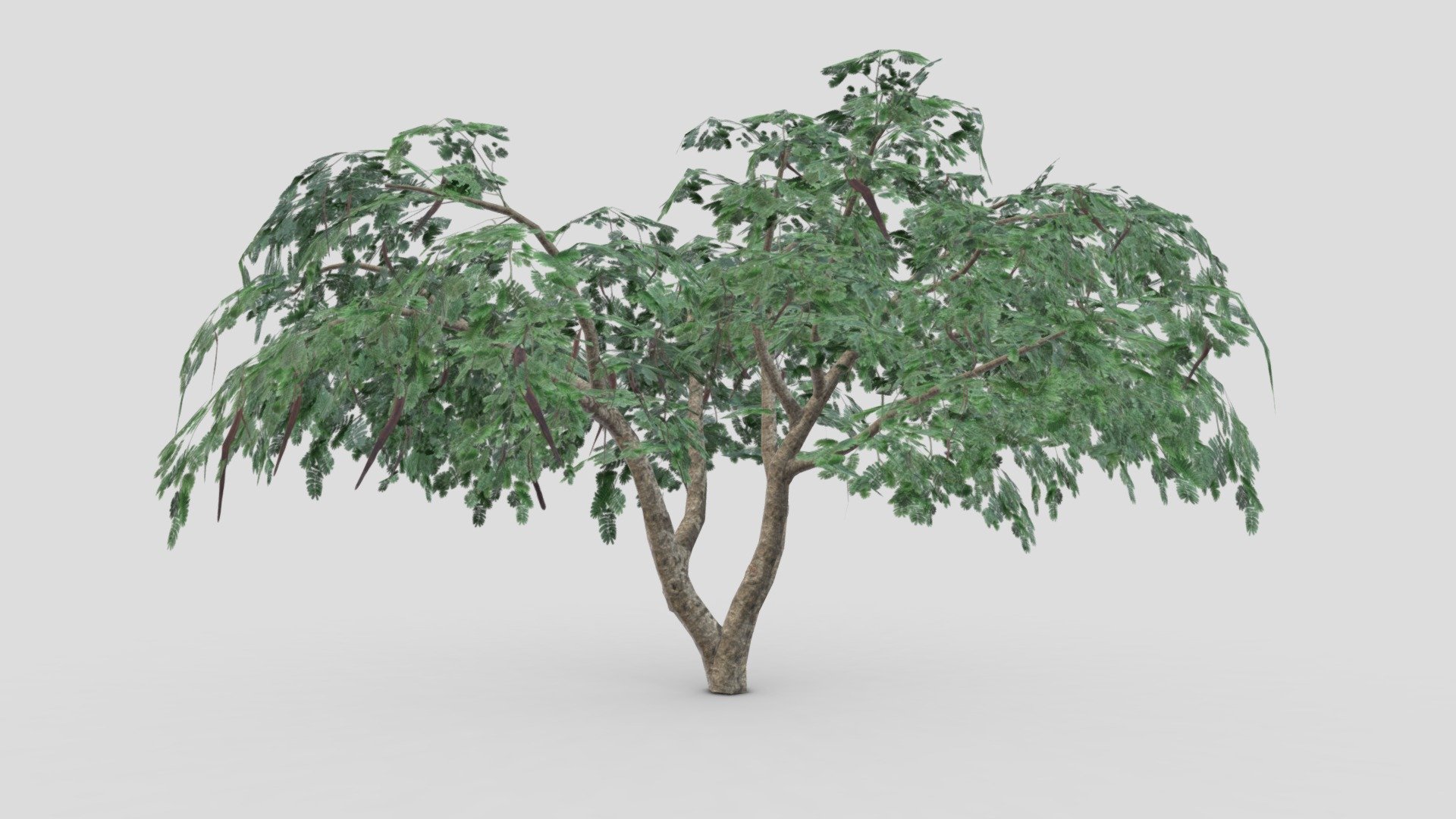 This is a low- poly model of delonix tree in winter season. you can use this model in your project. I hope this will be useful for you 3d model