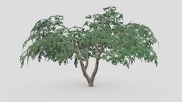 Delonix Tree- 01 tree, 3d-model, 3d-tree, delonix, plants-nature, low-poly-delonix, 3d-delonix, low-poly-delonix-tree