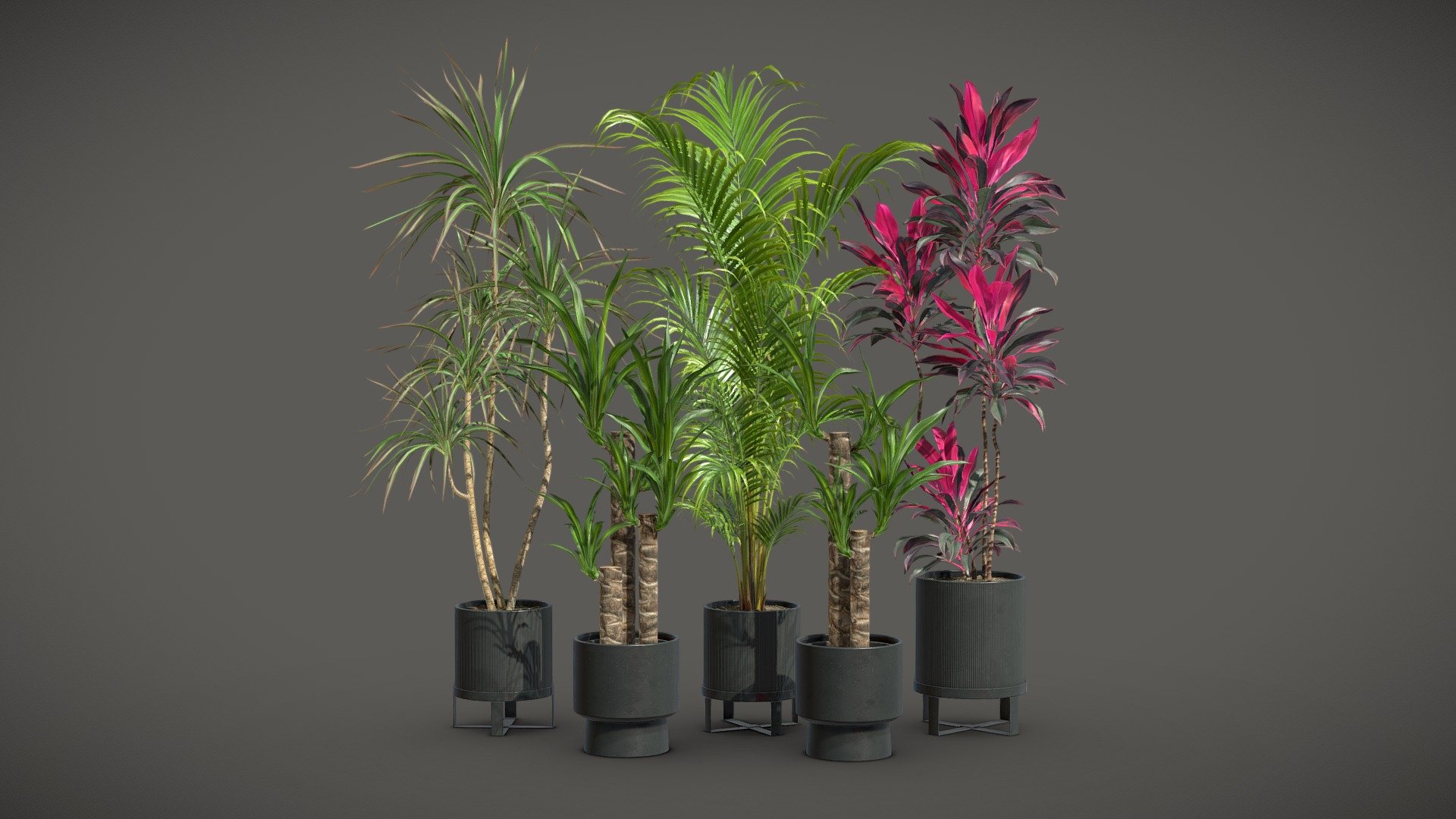 Indoor Plants Pack 51

This selection of indoor exotic plants will provide a level of detail that will take your visualizations to the next level.

Models can be subdivided for more definition.




Dracaena Fragans

Cordyline Fructicosa

Dracaena Marginata

Dypsis Lutescens

4k Textures




Vertices  132 645

Polygons  109 169

Triangles 218 062
 - Indoor Plants Pack 51 - Buy Royalty Free 3D model by AllQuad 3d model