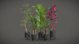 Indoor Plants Pack 51