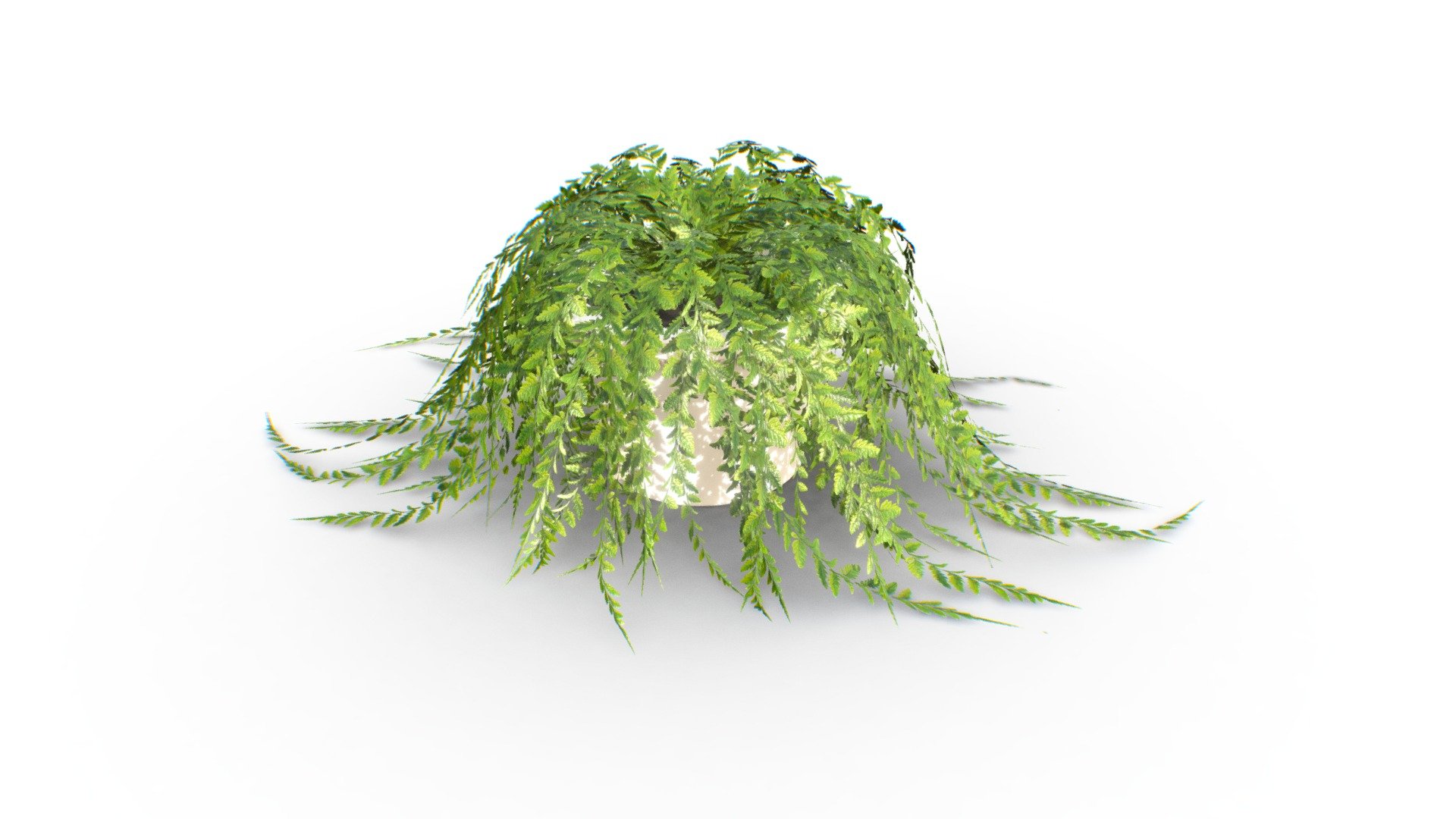 A smoothed-out version is displayed, low-poly version (7k verts) is included in the additional files.

PBR textures, rendering and game-ready.

Fern plant, with resting leaves, resting on the ground.

Fern can also be known as Polypodiopsida  or Polypodiophyta
Fun fact - they reproduce via spores, not flowers, unlike almost every other plant 3d model