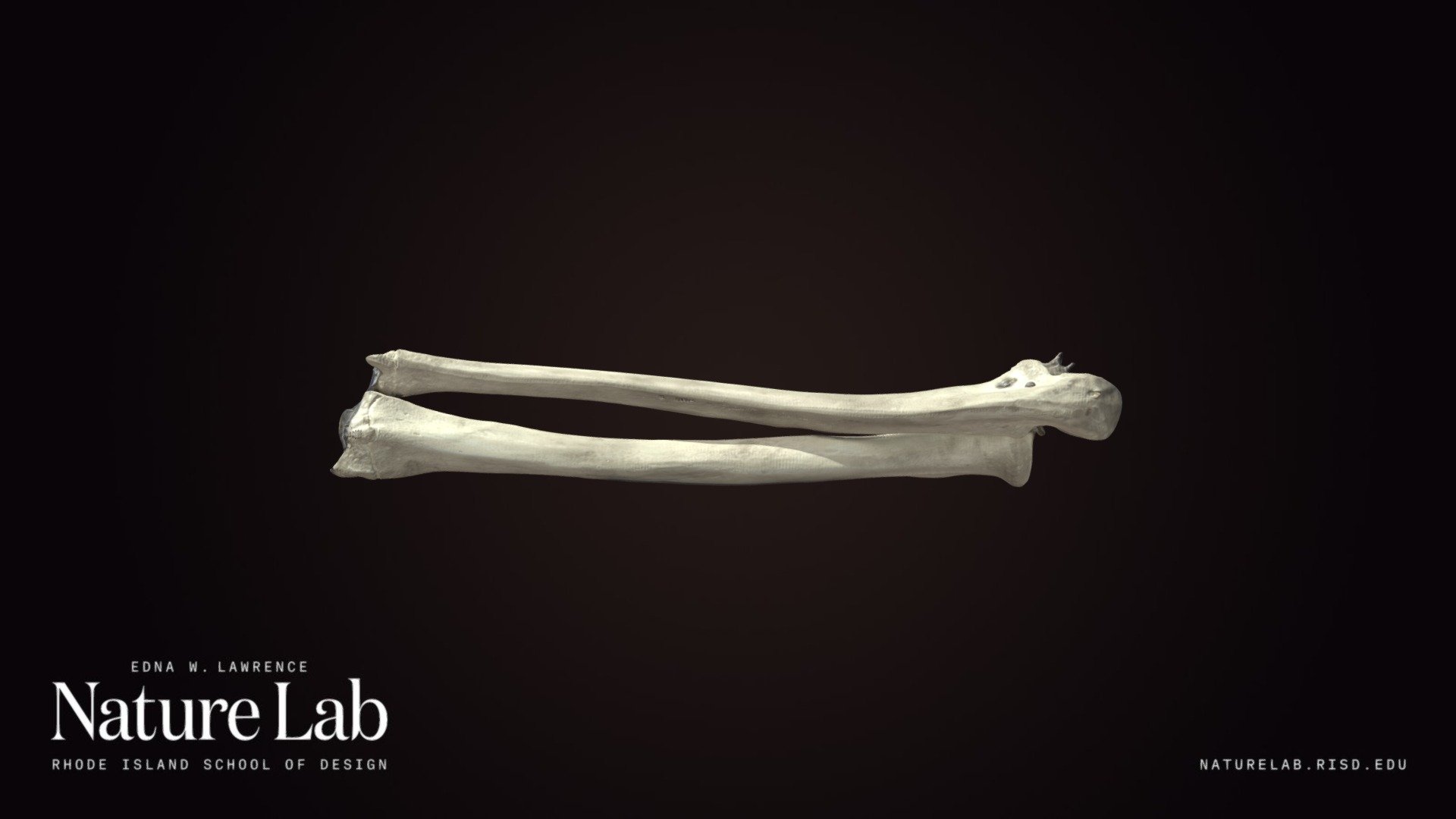 3D scan of human skeleton replica. Right side, forearm/ lower arm bones - ulna and radius. 

&ldquo;The forearm is the region of the upper limb between the elbow and the wrist. The term forearm is used in anatomy to distinguish it from the arm, a word which is most often used to describe the entire appendage of the upper limb, but which in anatomy, technically, means only the region of the upper arm, whereas the lower &ldquo;arm