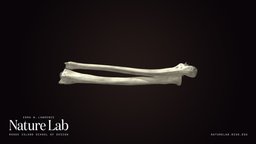 Human Forearm skeleton, anatomy, forearm, radius, ulna, human-anatomy, human, bones