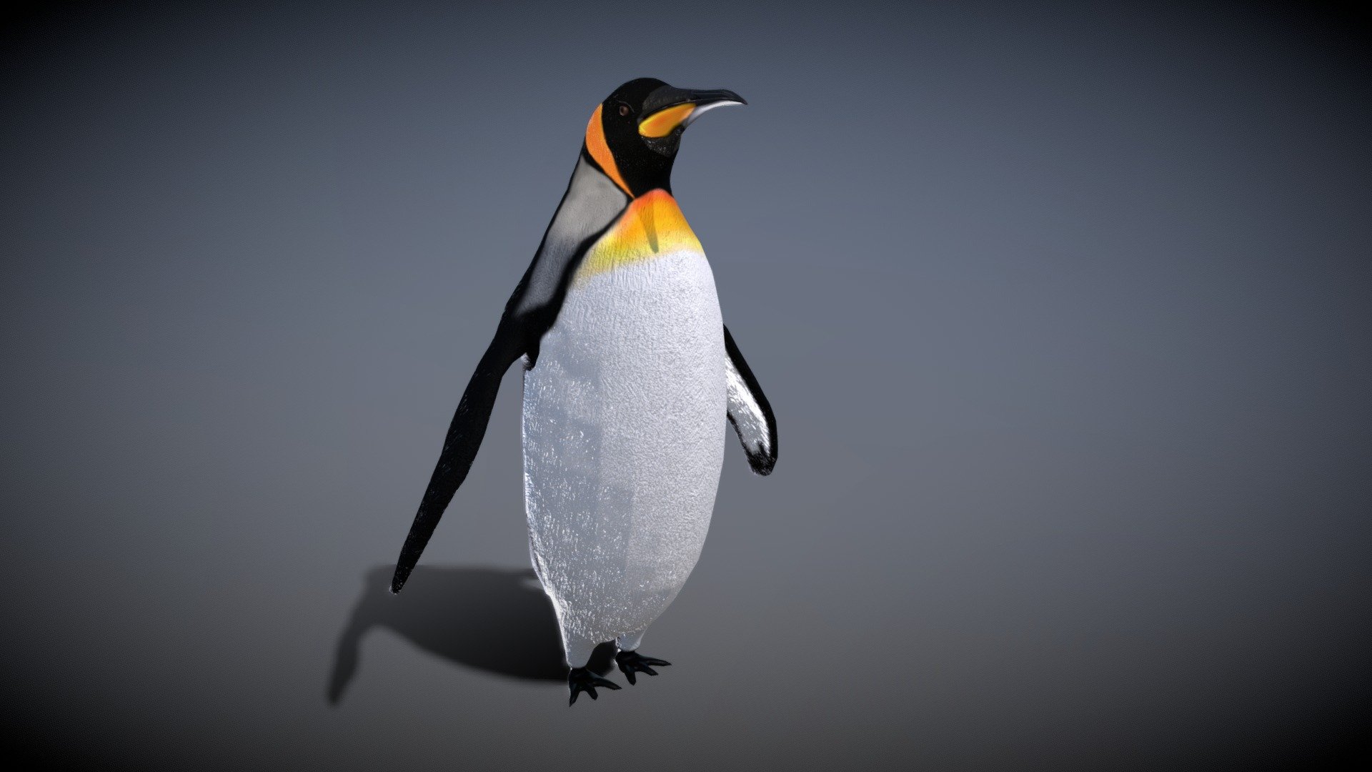 3d low-poly model
made in Blender 2.81
rigged and animated with metarig bird
particle system hair for fuir in Blend file
2048/2048 PBR textures - Emperor Penguin - Buy Royalty Free 3D model by pinotoon 3d model