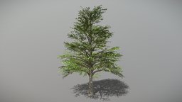 Sycamore (Animated Tree) trees, tree, plant, plants, vegetation, foliage, nature, sycamore, 3d, blender, blender3d, model, animated, environment, noai