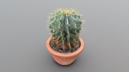 Cactus in pot room, plant, pot, flower, garden, 3d-scan, cactus, prop, desert, ceramic, props, planter, authentic, suculent, planters, photoscan, photogrammetry, game, design, gameasset, home, interior, sucullent