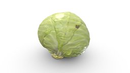 White Cabbage green, field, white, head, kitchen, vegetable, cabbage, photogrammetry, cabbages