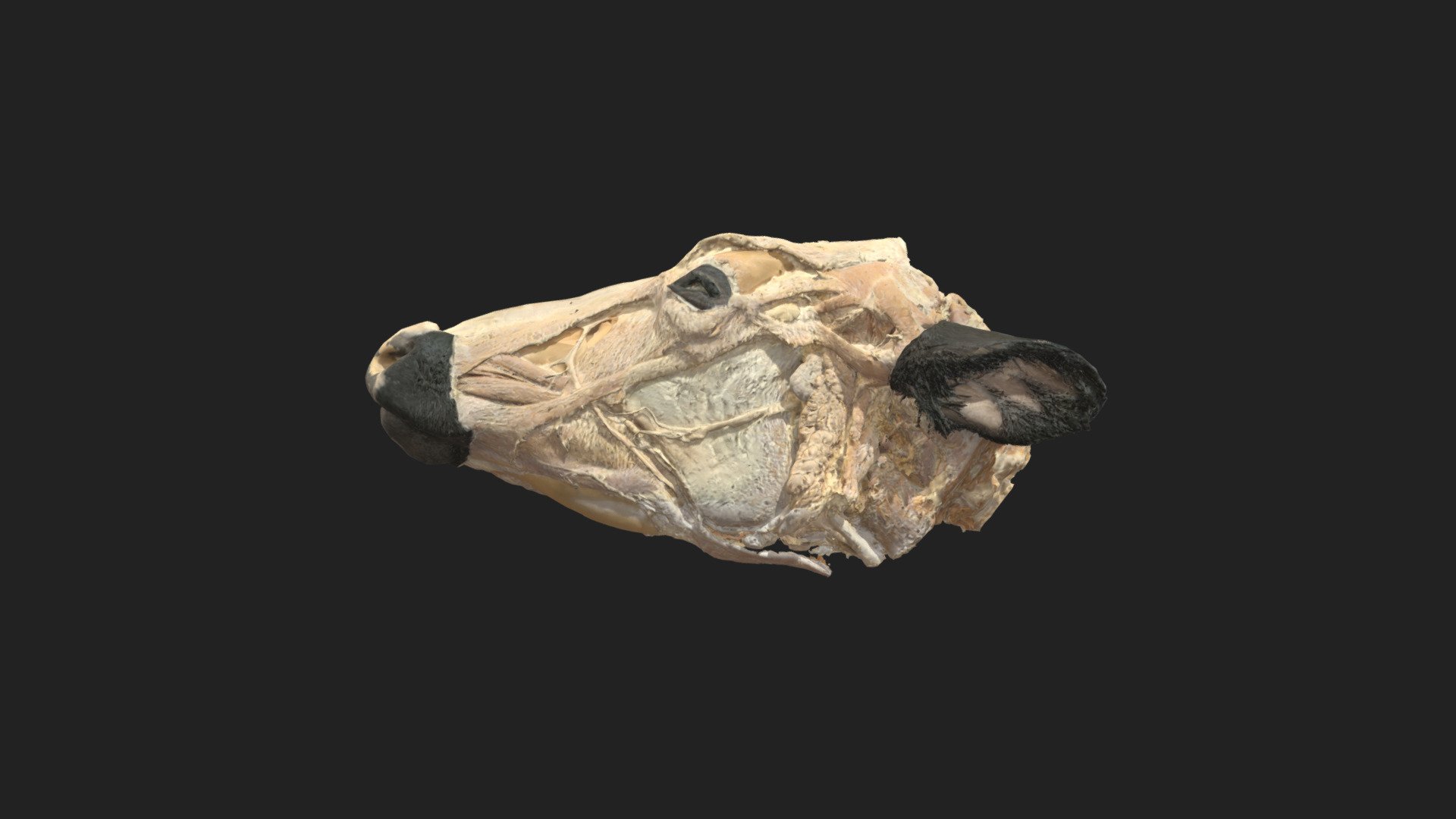a halved head of a bovine 

size of specimen: 665.4 x 309.1 x 123 mm

3D scanning performed with the structured light scanners &ldquo;Artec Leo