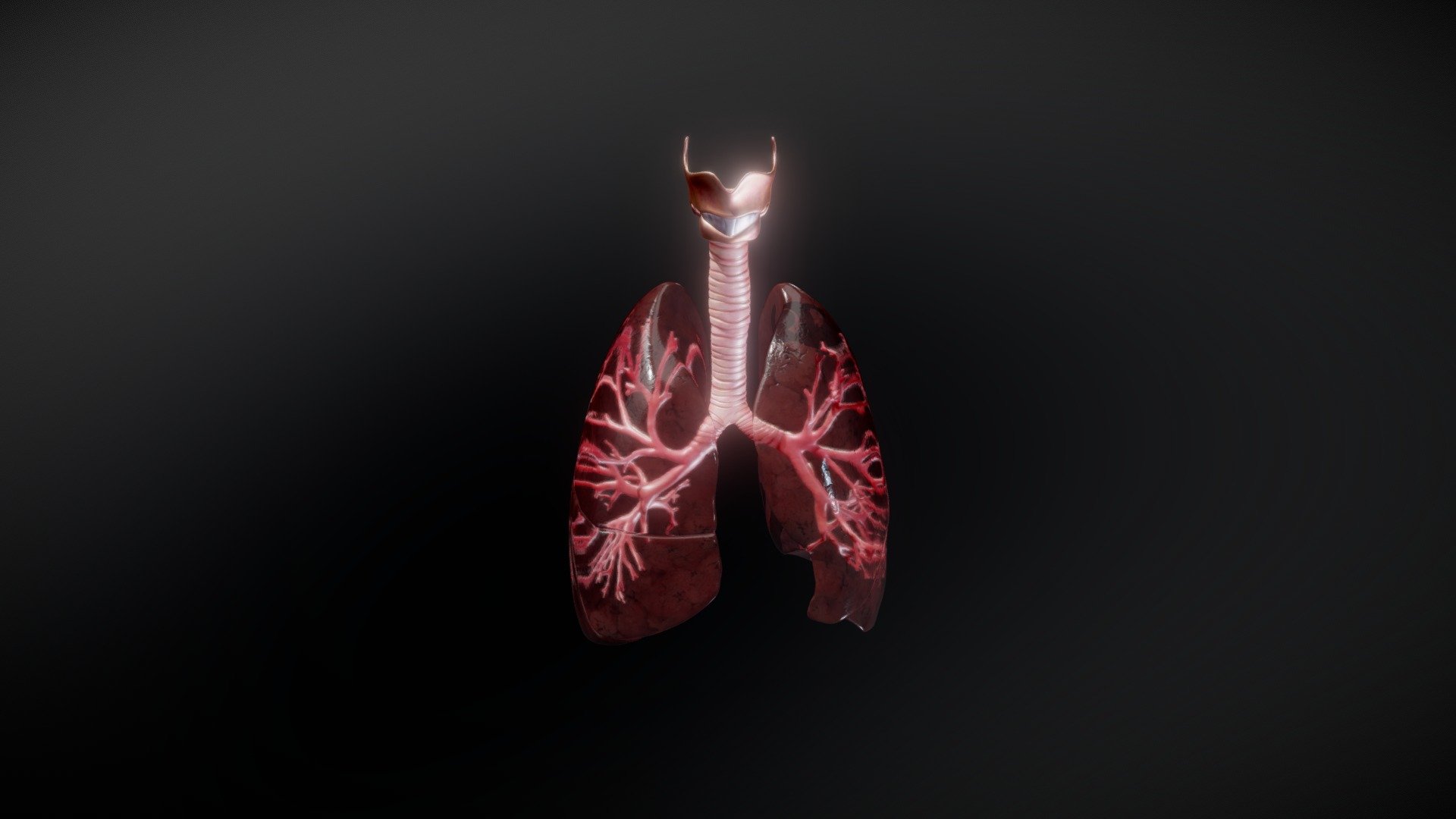 Lungs - 3D model by Red Nucleus (@rednucleushq) 3d model