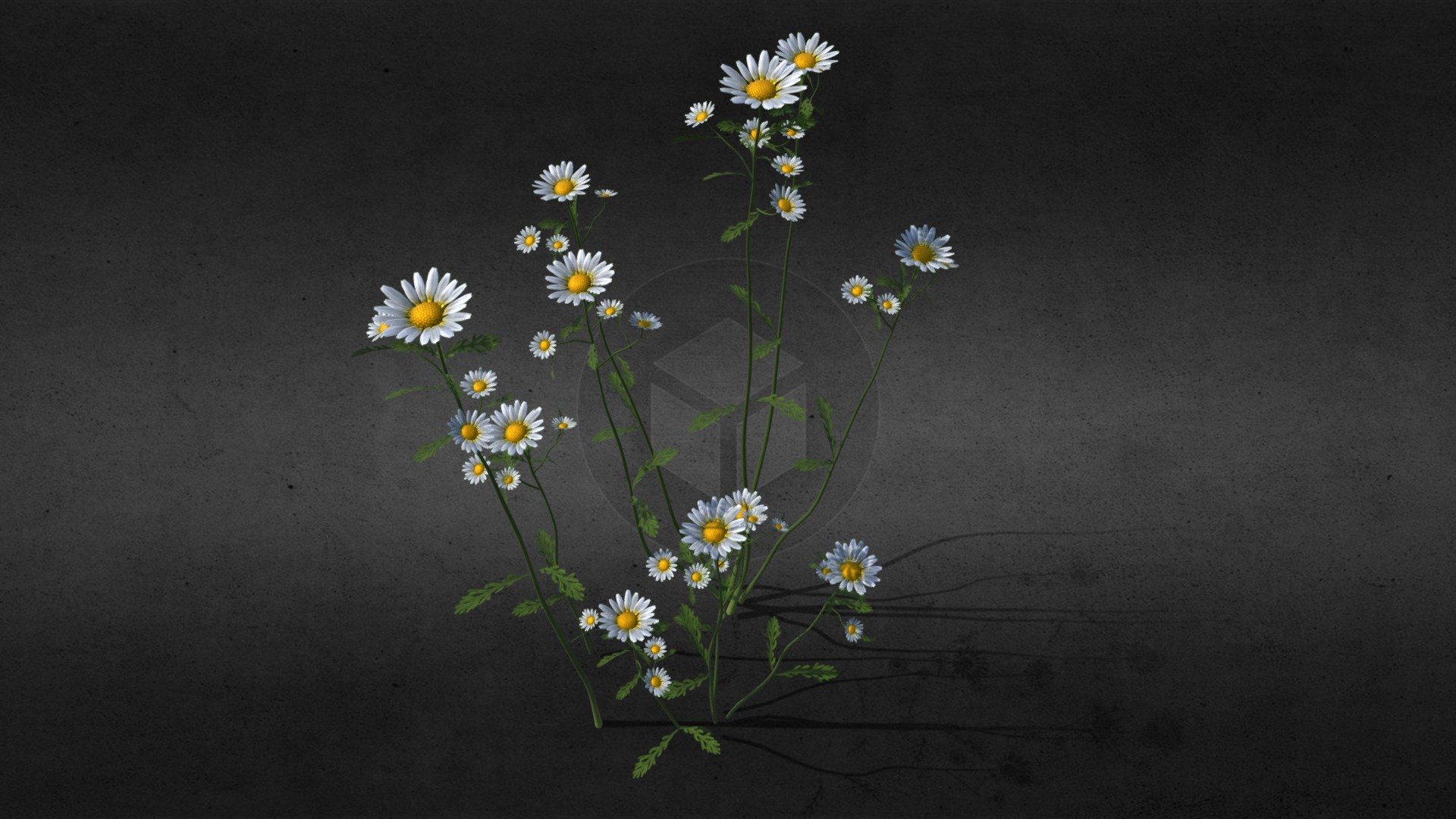 Chamomile flowers, rigged, animated. Complex skeleton system, see the bone view 3d model