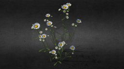 Chamomile flowers, rigged, animated plant, flower, hipoly, nature, chamomile, rigged