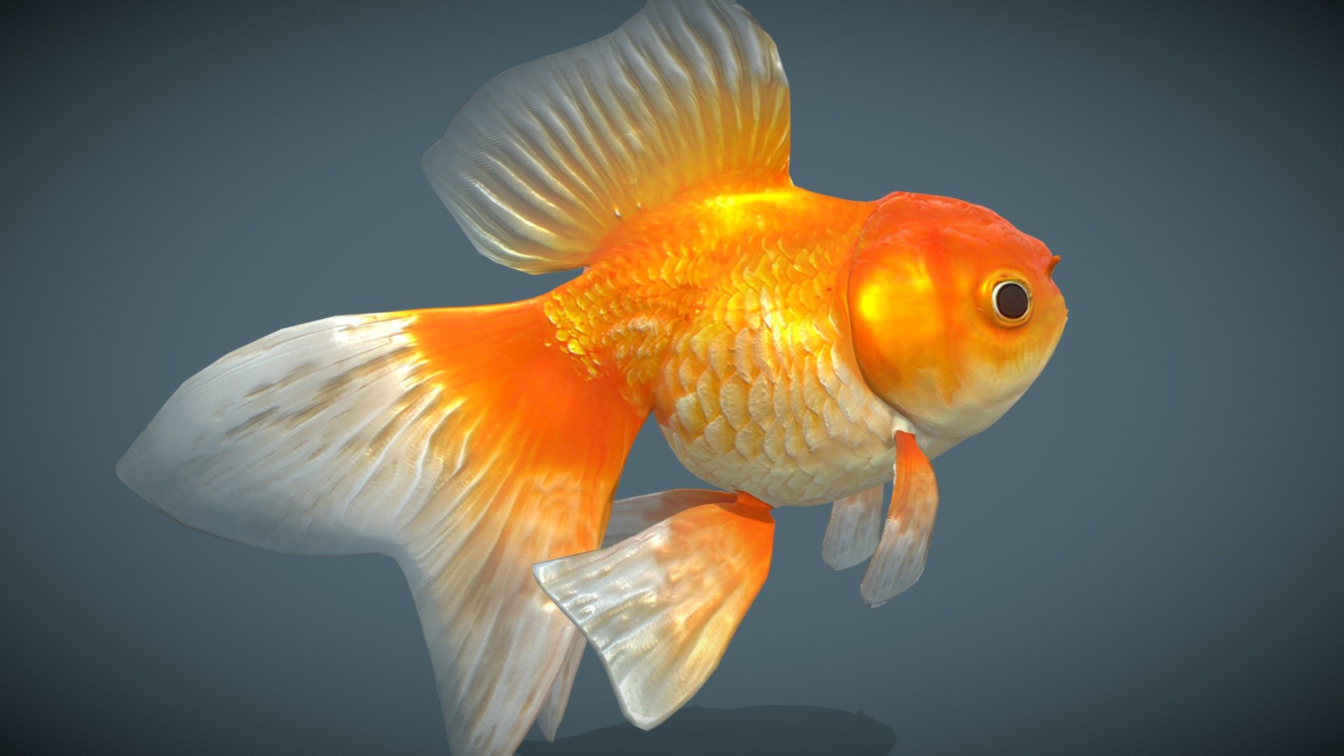 This is a variety of goldfish measuring between 10 and 15 cm. This model is made for game, multimedia or VR with different animations.

This Model contains:





6 animations compiled in one (1)  track ( Float, Swim-Slow, Swim_Fast, Emerge, Immerse, Jump)




4k sized textures (Base color, Roughness, Specular, Normal map, Bump Map and translucent) 



Mores informations at: picasty@gmail.com - Goldfish_Variety 1 - Buy Royalty Free 3D model by Picasty 3d model