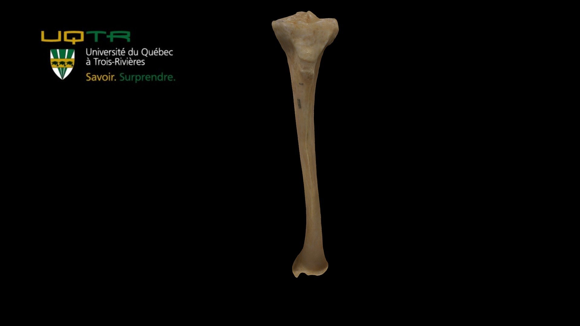 Tibia gauche / Left tibial bone - 3D model by Anatomie UQTR - Anatomy UQTR (@AnatomieUQTR) 3d model