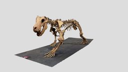 Inostrancevia Dinosaur fossil cast polycam