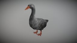 DUCK GRAY ANIMATED bird, white, animals, duck, gray, fur, swan, nature, duckling, ducky, duckie, animated, ghoose