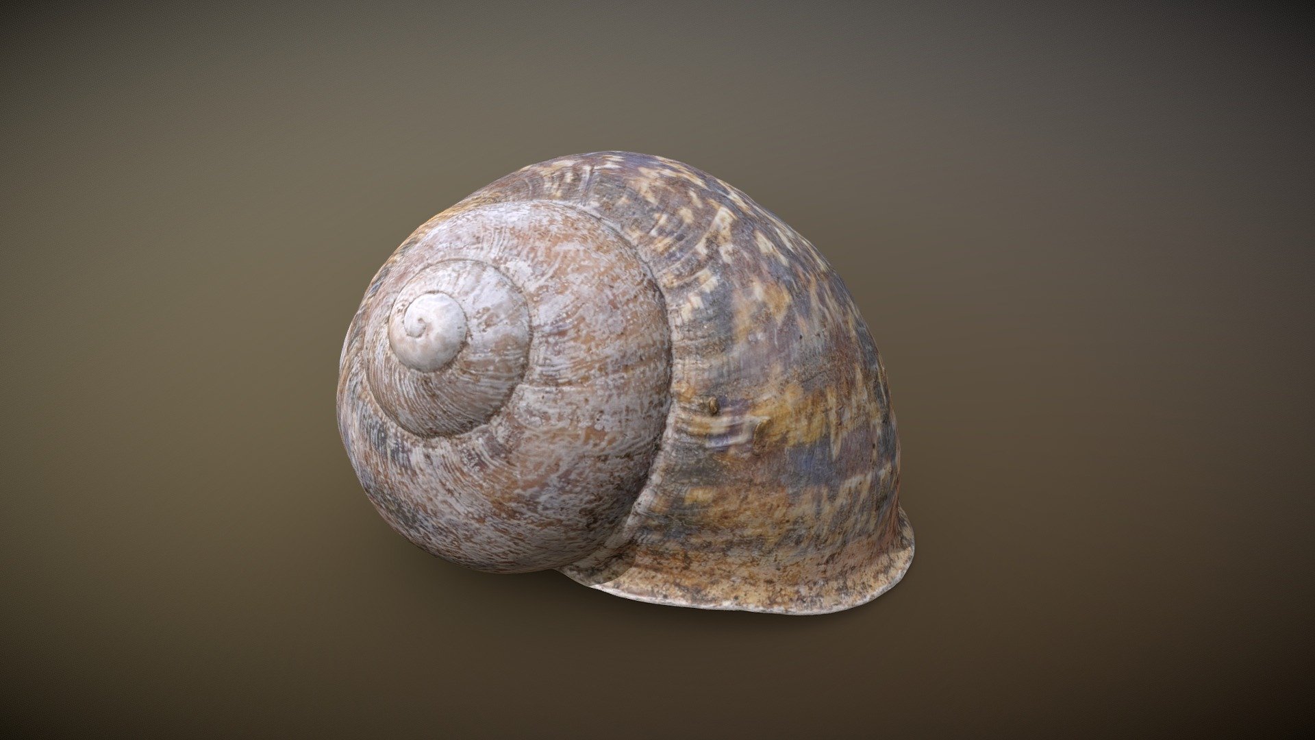 Snail shell scan




Made with Metashape, Blender and Subtance painter



If you have any questions, contact me.

 
 

 - Snail shell - Buy Royalty Free 3D model by Zacxophone 3d model