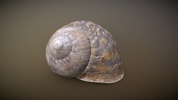 Snail shell snail, shell, slug, noai