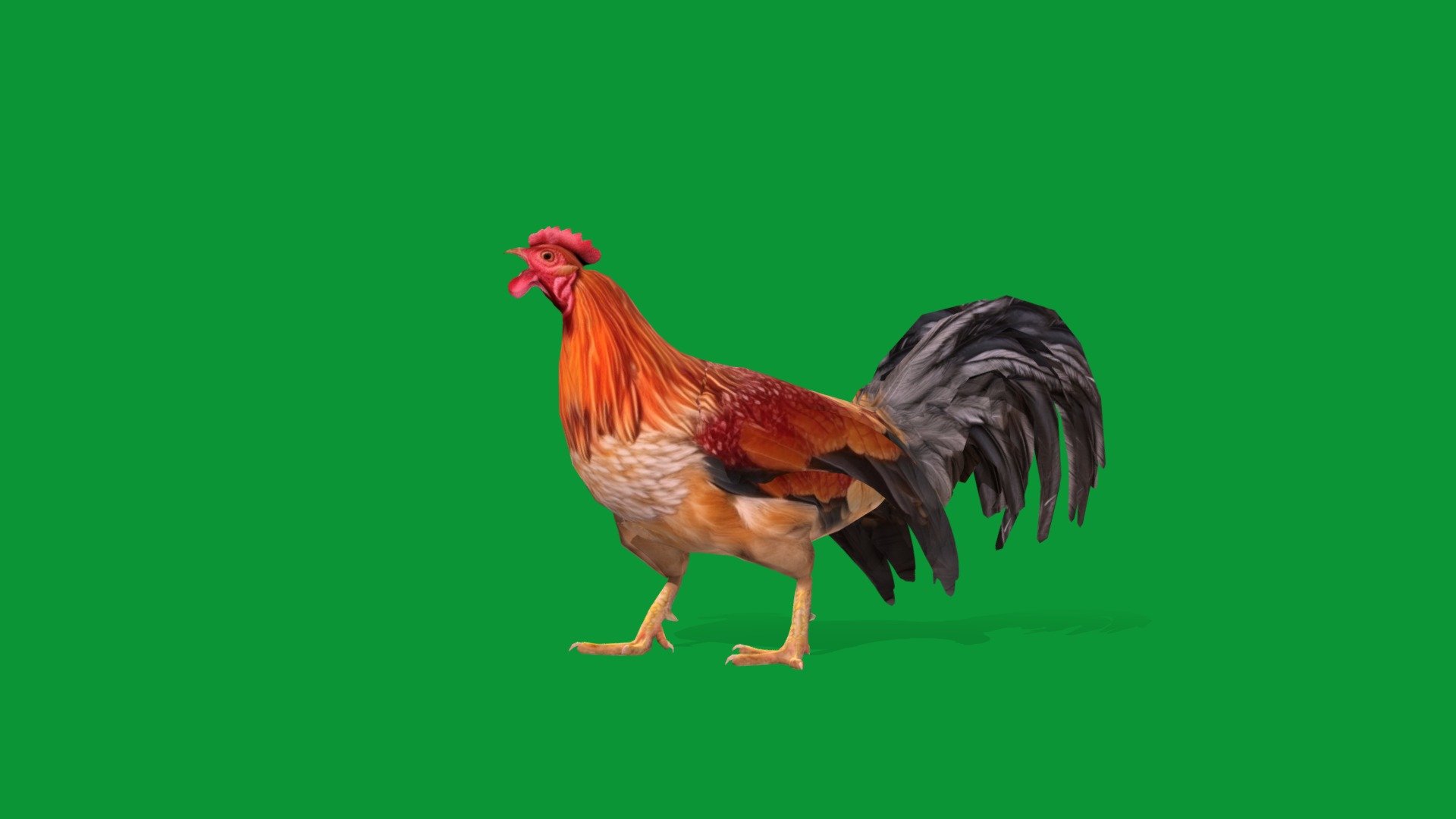 Male Chicken (Rooster)Junglefowl

Gallus gallus domesticus Animal Bird(Domesticated)Pet,Farm Animals,Livestock 

1 Draw Calls

LowPoly

Game Ready (Character)

Subdivision Surface Ready

12-Animations 

4K PBR Textures 1 Material

Unreal/Unity FBX 

Blend File 3.6.5 LTS / 4 Plus

USDZ File (AR Ready). Real Scale Dimension (Xcode ,Reality Composer, Keynote Ready)

Textures Files

GLB File (Unreal 5.1 Plus Native Support,Godot)

Gltf File ( Spark AR, Lens Studio(SnapChat),Effector(Tiktok),Spline,Play Canvas,Omiverse)Compatible

Triangles -7348

Faces -4567

Edges -8627

Vertices -4100

Diffuse, Metallic, Roughness , Normal Map ,Specular Map,AO

A rooster is an adult male chicken,an adult female is called a hen. Roosters are  larger, brighter in color, have larger combs than hens.Synonyms of rooster include: cock, chanticleer, chicken, and barnyard fowl.The chicken is a large and round short-winged bird domesticated from the red junglefowl of Southeast Asia - Male Chicken Rooster (Lowpoly) - Buy Royalty Free 3D model by Nyilonelycompany 3d model