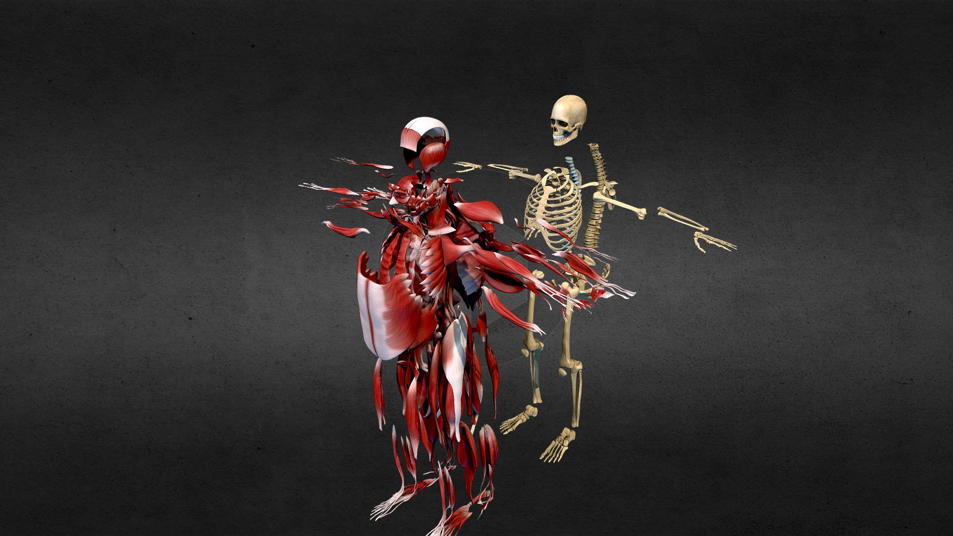 Muscles, and bones, with animation 

all separatly piece, all textures 2K 

no normalmap yet 3d model