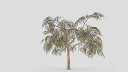 Eucalyptus Tree- 01