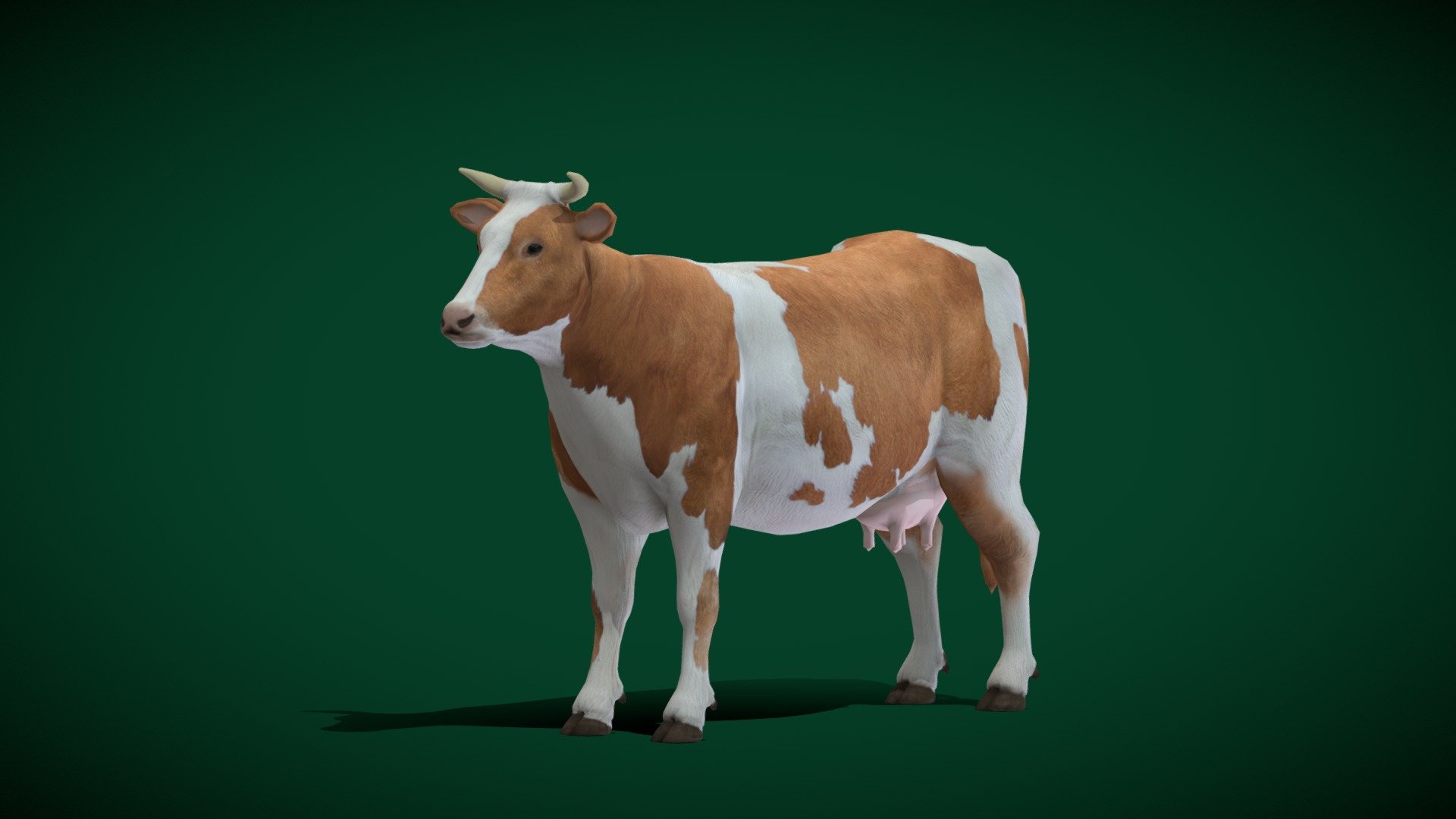 Bos taurus (Milk Cow)

Diary Milk Cow     (Low poly)

1 Draw Calls

GameReady

13 Animations

4K PBR Textures Material

Unreal FBX

Unity FBX  

Blend File 

USDZ File (AR Ready). Real Scale Dimension

Textures Files

GLB File

Gltf File ( Spark AR, Lens Studio(SnapChat) , Effector(Tiktok) , Spline, Play Canvas ) Compatible

Triangles: 6392
Vertices: 3215
Diffuse , Metallic, Roughness , Normal Map ,Specular Map,AO
Dairy cattle are cattle bred for the ability to produce large quantities of milk, from which dairy products are made. Dairy cattle generally are of the species Bos taurus.. They are prominent modern members of the subfamily Bovinae and the most widespread species of the genus Bos. Mature female cattle are referred to as cows and mature male cattle are referred to as bulls. Wikipedia
Mass: 1,100 kg (Male, Adult, Bull), 720 kg (Female, Adult, Cow)
Wikimedia Foundation
Mass: Ayrshire cattle: 640 – 900 kgLower classifications: Zebu - Diary Cattle  (Lowpoly) - Buy Royalty Free 3D model by Nyilonelycompany 3d model
