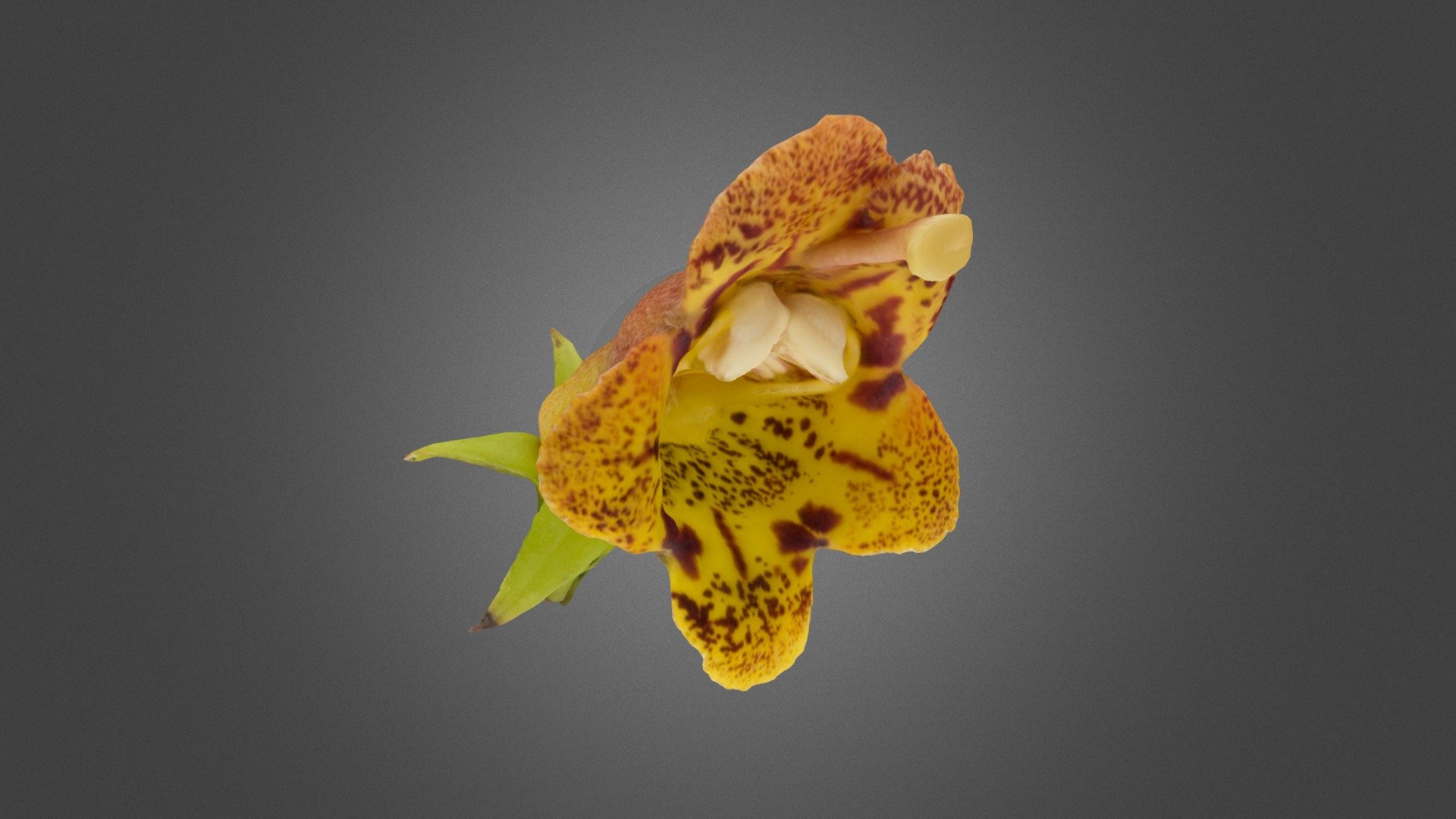 Flower of a hybrid between Rhytidophyllum auriculatum and Rhytidophyllum vernicosum. Specimen from the collection of the Montreal Botanical Garden (accession 103-2013). Model obtained by photogrammetry with Agisoft Metashape 3d model