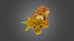Rhytidophyllum auriculatum x R. vernicosum flower, photogrammetry, agisoft-metashape, gesneriaceae